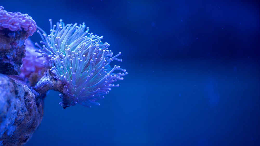 75 prozent der weltweit bekannten korallenarten