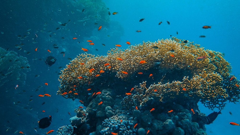 75 prozent der weltweit bekannten korallenarten
